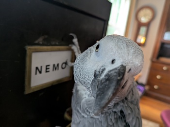 an african gray parrot clings to the side of a vintage steel file cabinet. the cabinet is labelled NEMO.