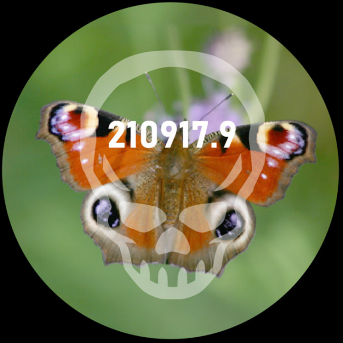 210917-9-aye-aye-butterfly.jpg
